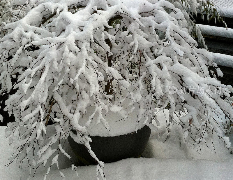 壶里白雪覆盖的枫树