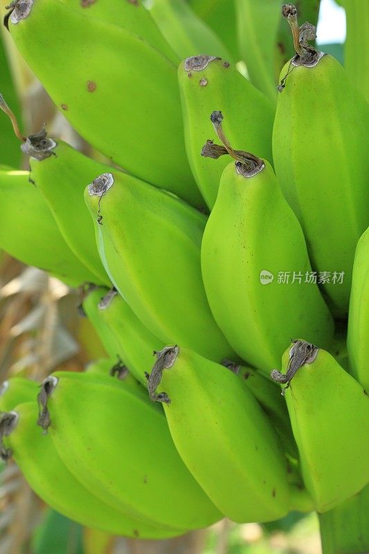 大蕉植物特写