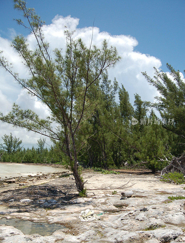 巴哈马群岛的Casuarina