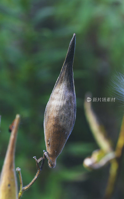 秋季乳草植物荚