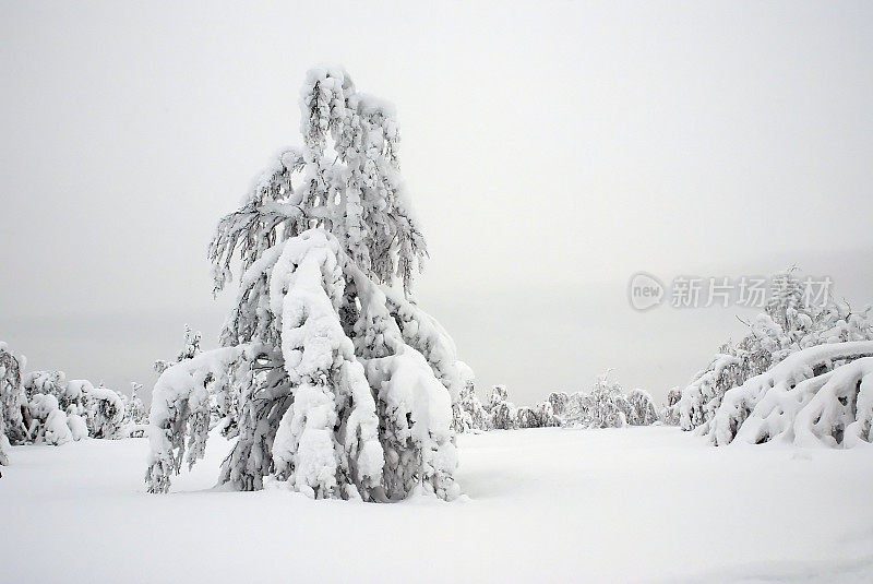 雪景观树拉普兰芬兰冬天