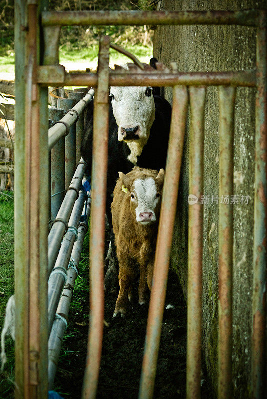 牛栏里等待兽医的母牛和小牛