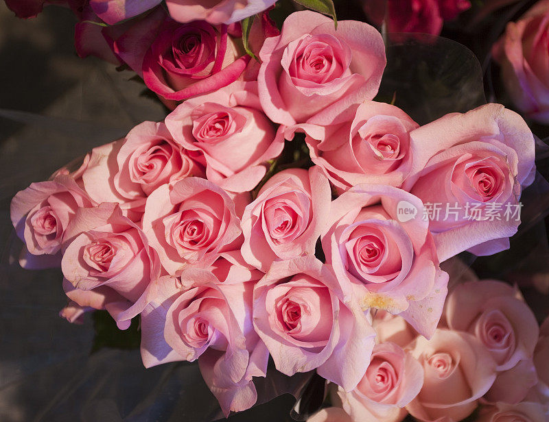 粉红色玫瑰花束