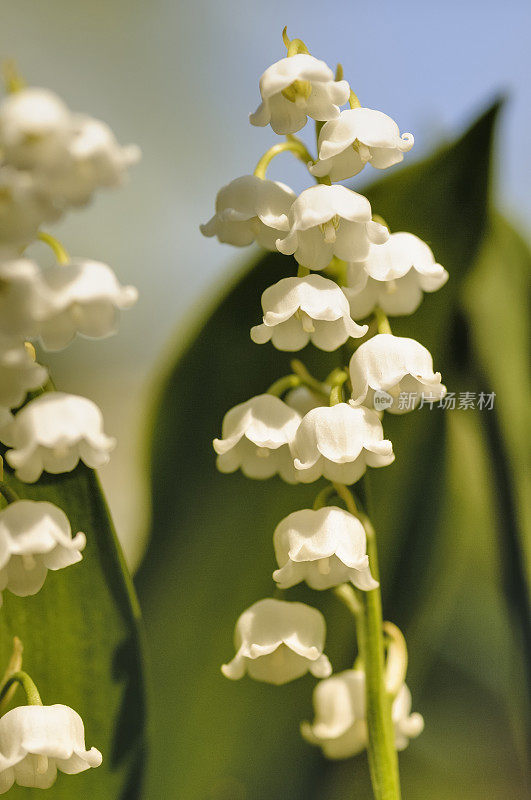 铃兰的山谷白花