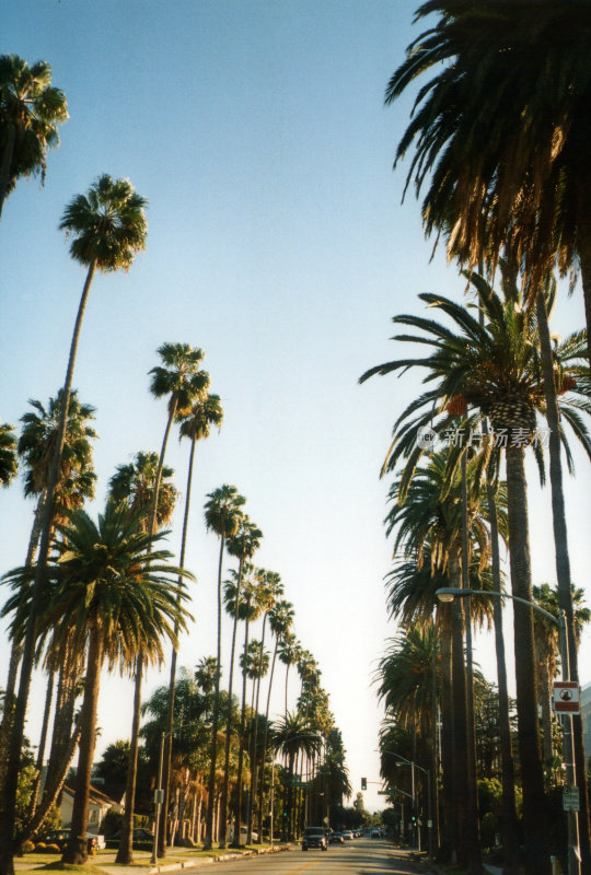 加州洛杉矶西好莱坞的棕榈树