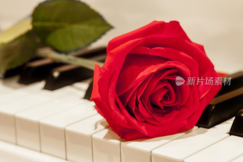 单朵红玫瑰躺在钢琴键盘上