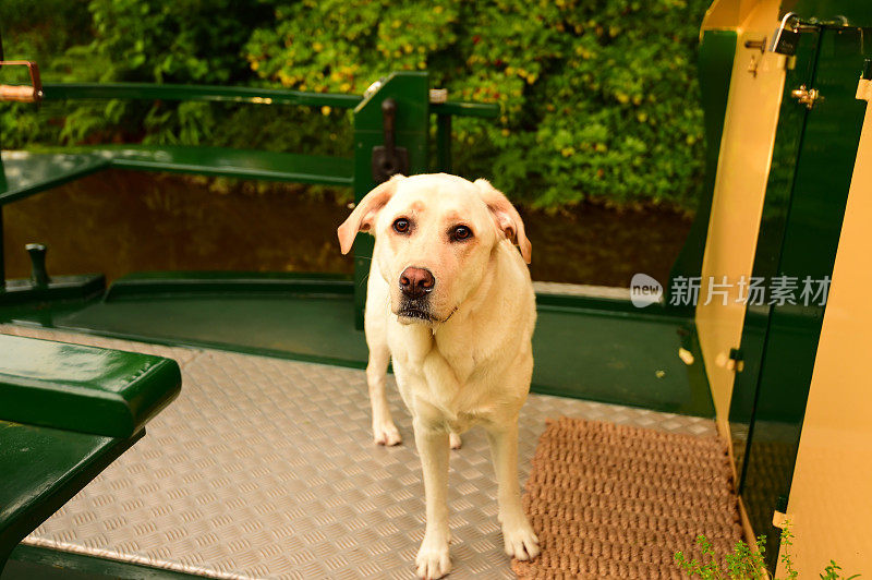 拉布拉多寻回犬