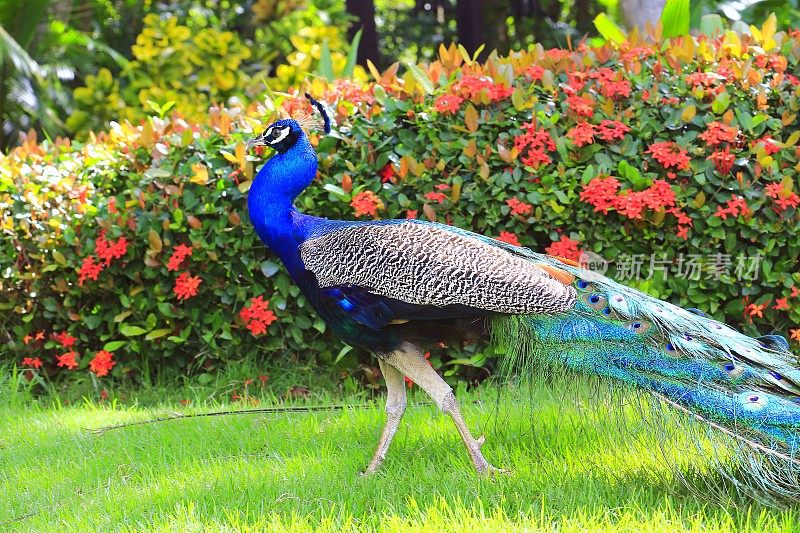 美丽的亚洲印度孔雀在花园里散步，五颜六色的羽毛