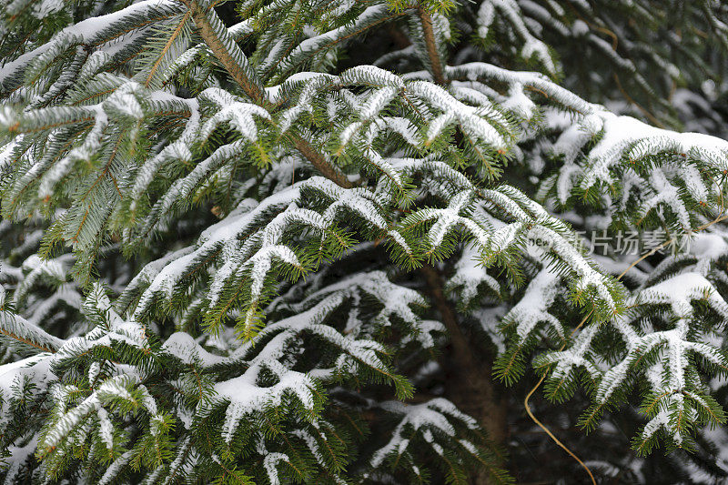 白雪皑皑的松树枝