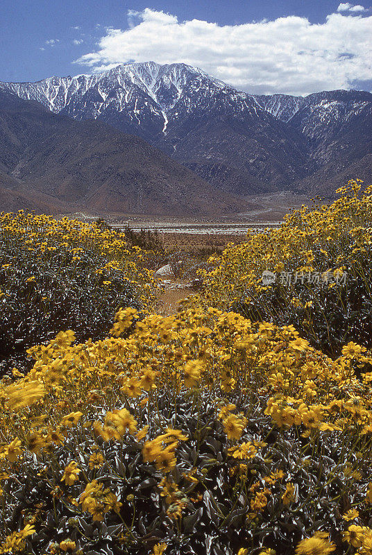 春天野花雪山圣哈辛托圣戈尼奥山口加利福尼亚