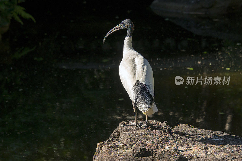 澳大利亚白鹮