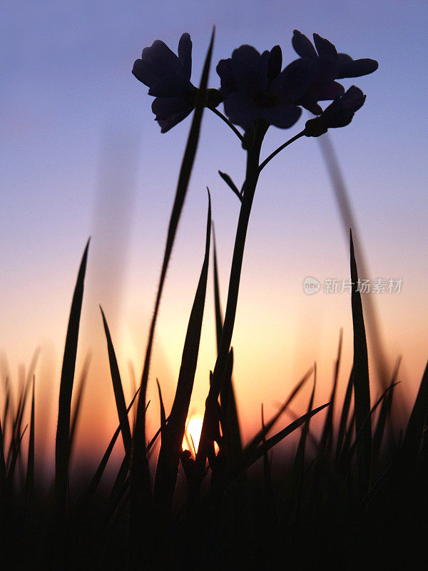 黄花九轮草黄昏