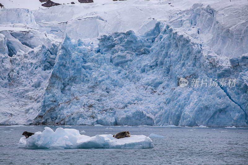 北极斯瓦尔巴特群岛的冰川景观与海豹