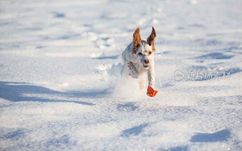 挪威，一只在雪地里奔跑的英国塞特犬