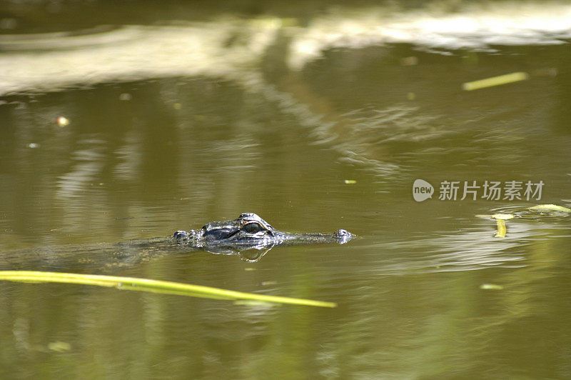 野生鳄鱼