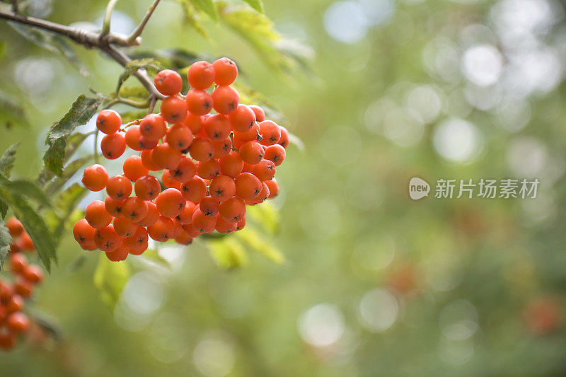 树上浆果的特写镜头