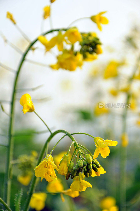 带芽的油菜花