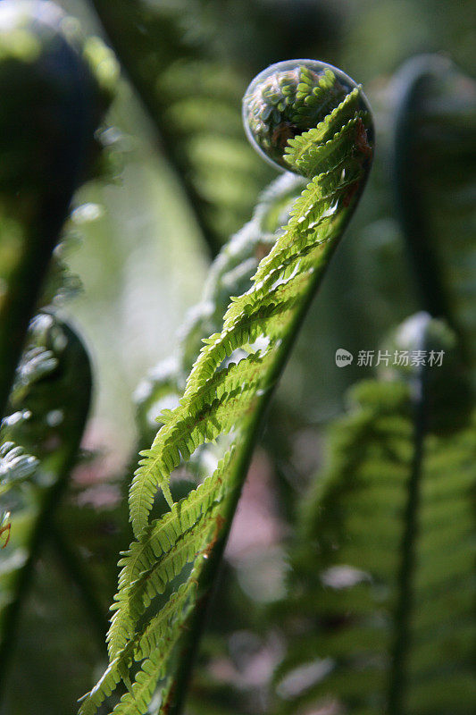 蕨类植物开放