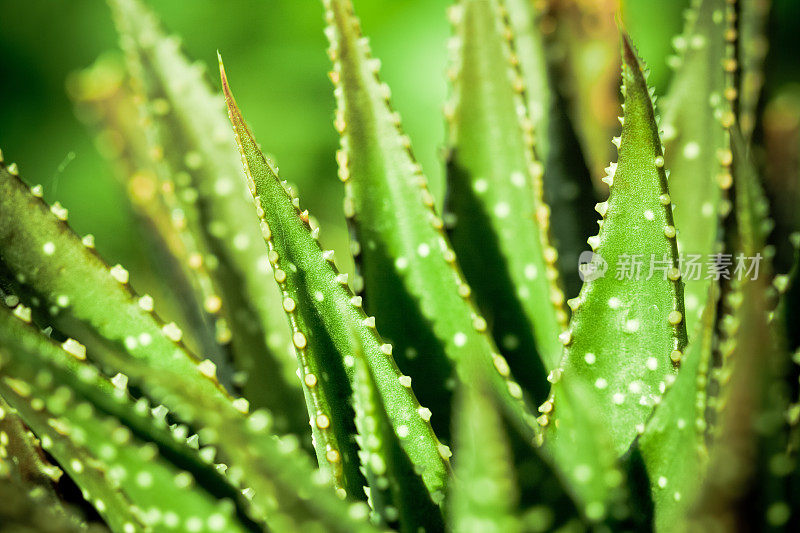 芦荟植物