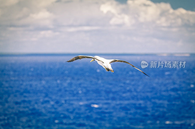 加勒比海鸥