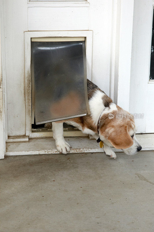 小猎犬穿过狗翼