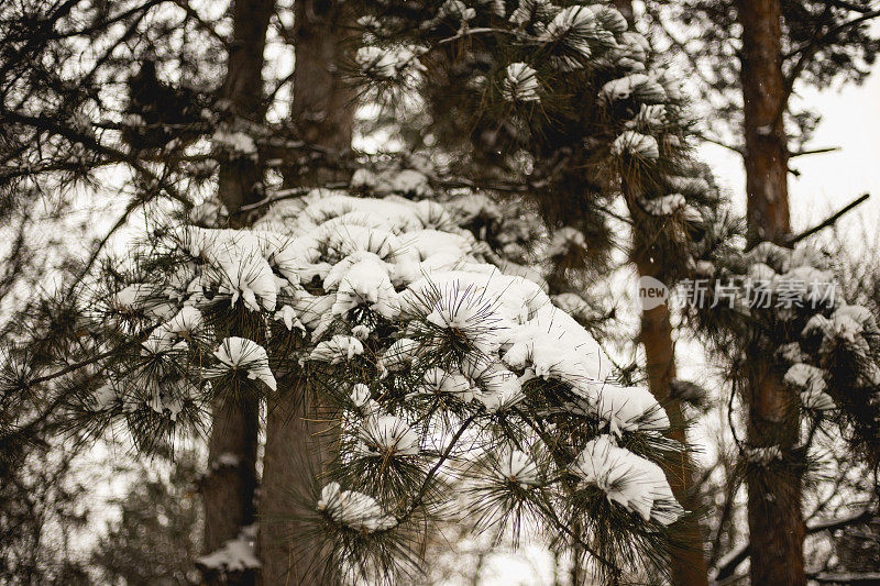 白雪覆盖的松树