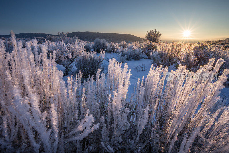 在白雪覆盖的沙漠里，日出后的一株结霜的山艾树