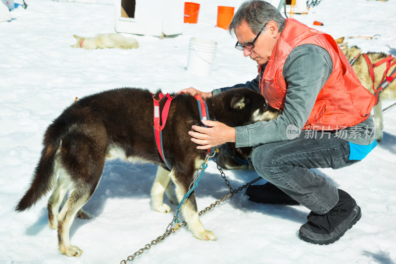 游客抚摸雪橇犬