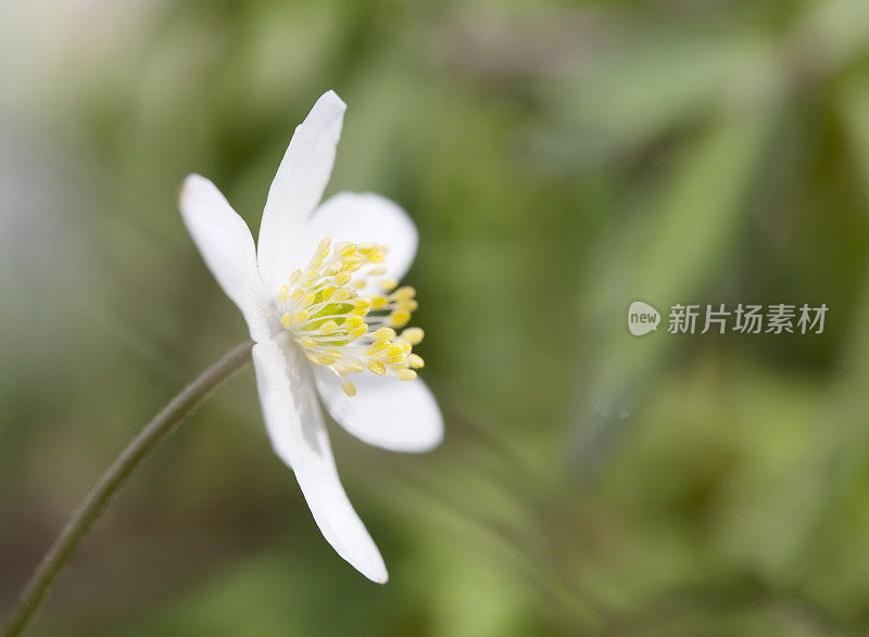 木海葵(海葵)