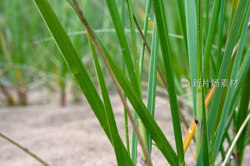 海滩上草