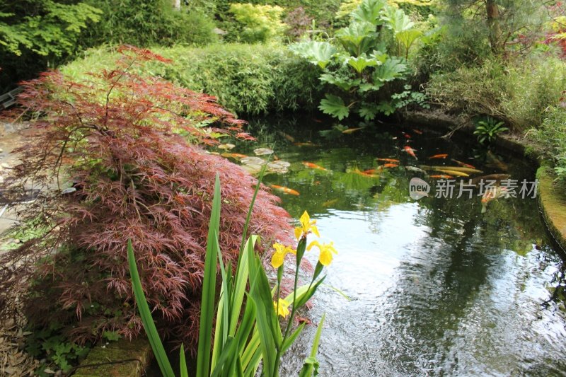 景观花园池塘与锦鲤，高尔夫鱼，沼泽植物