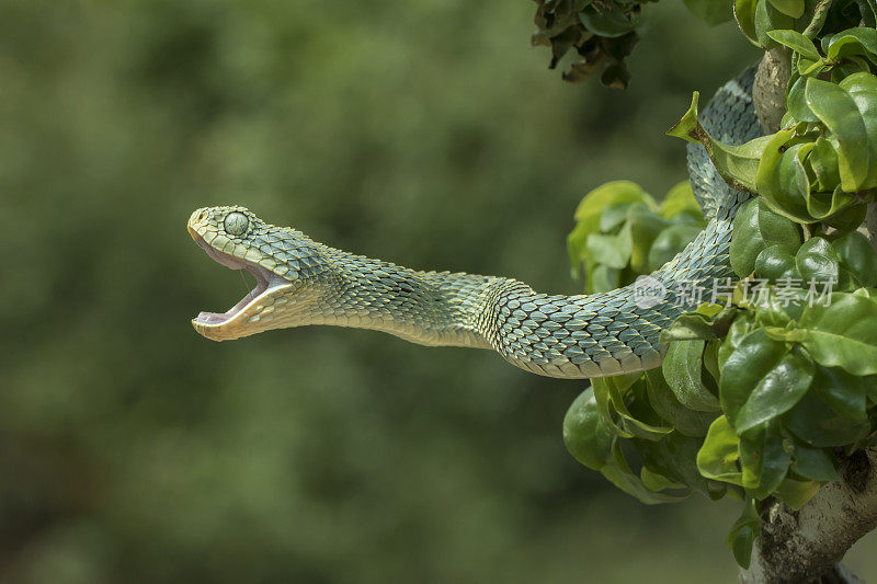 张开嘴的绿色灌木毒蛇-毒蛇