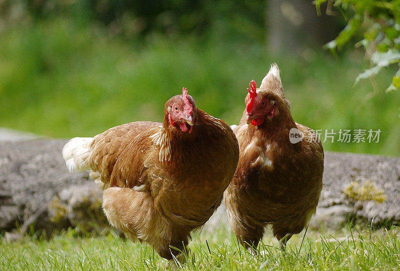 两只健康的散养鸡在野外寻找食物