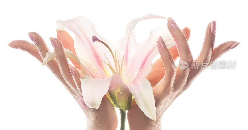 百合花优雅而优雅的手和纤细优雅的手指。