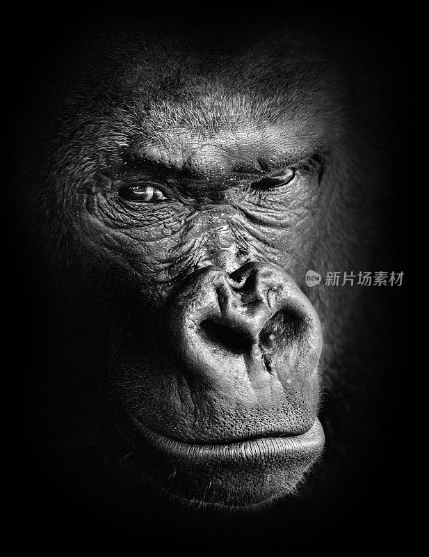 黑白高对比动物肖像沉思大猩猩的脸孤立在阴影