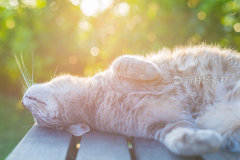 日落时分，猫在背光下躺在长凳上