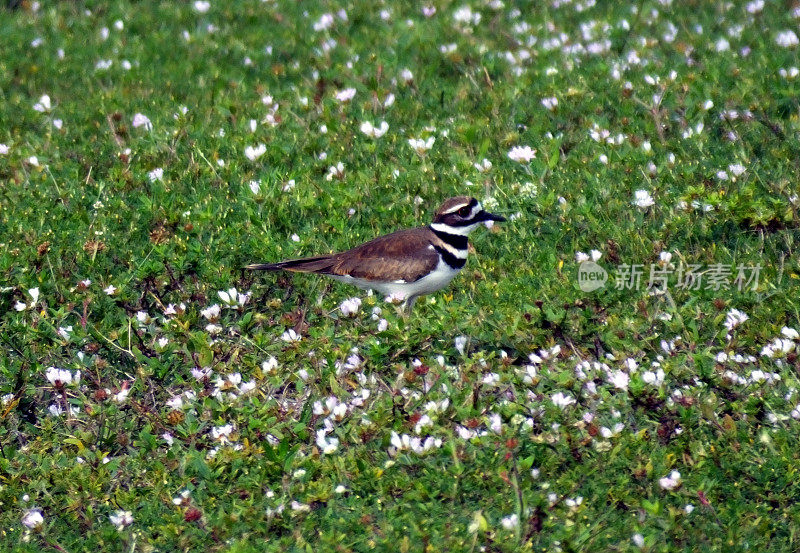 小水鸟(Charadrius激烈的)