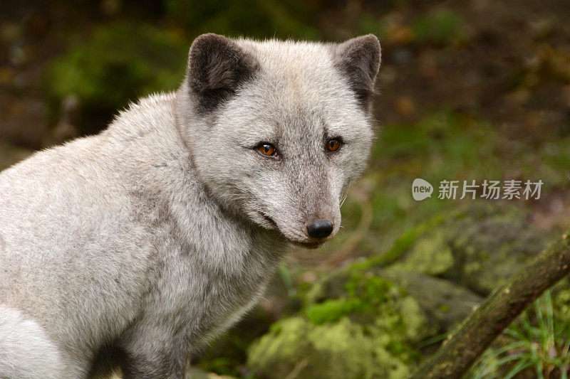 北极狐的侧面视图与夏天的毛皮。