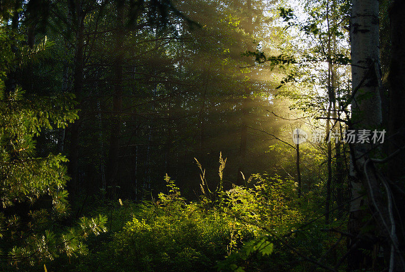 阳光在森林的灌木丛中