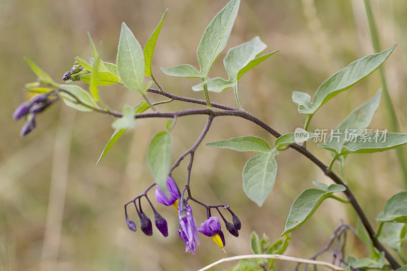 苦乐参半的(茄属植物dulcamara)