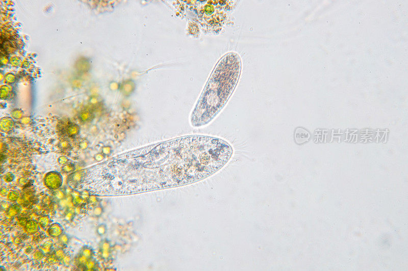 尾草履虫是一种单细胞纤毛原生动物