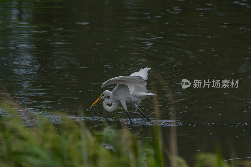 大埃格雷特，阿尔迪亚阿尔巴