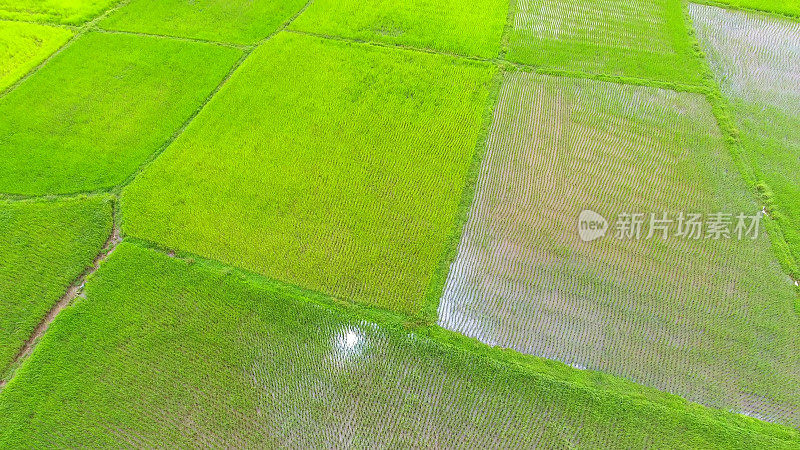 航拍自然全景，一片绿色的稻田