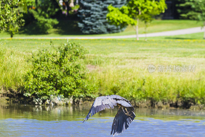 小溪里的大蓝鹭。安大略省西南部