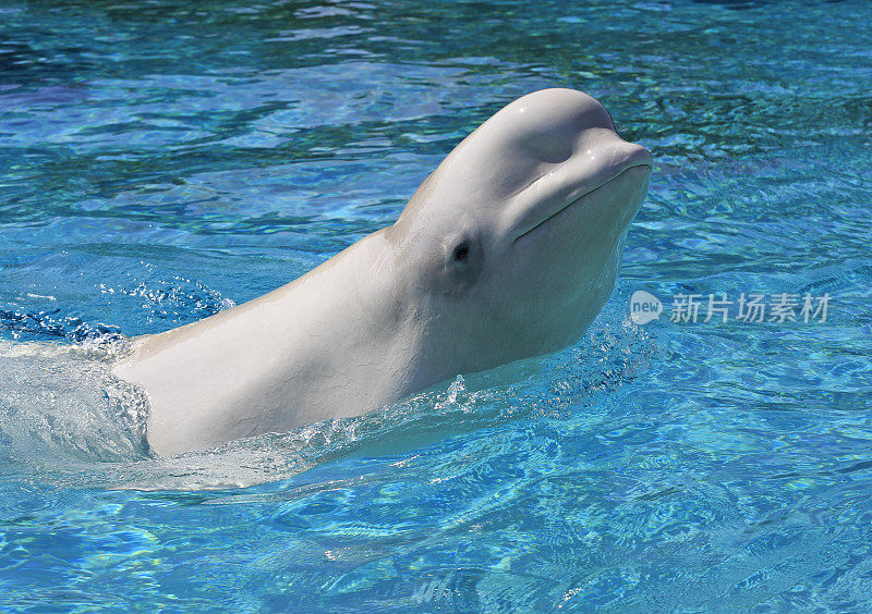 年轻的白鲸在蓝色的水面上游泳