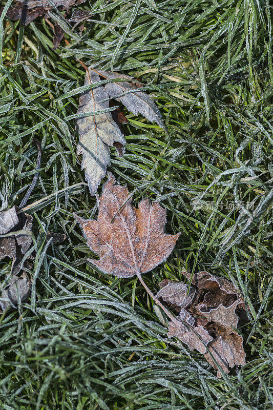 在一个寒冷的早晨，霜冻覆盖了树叶和草