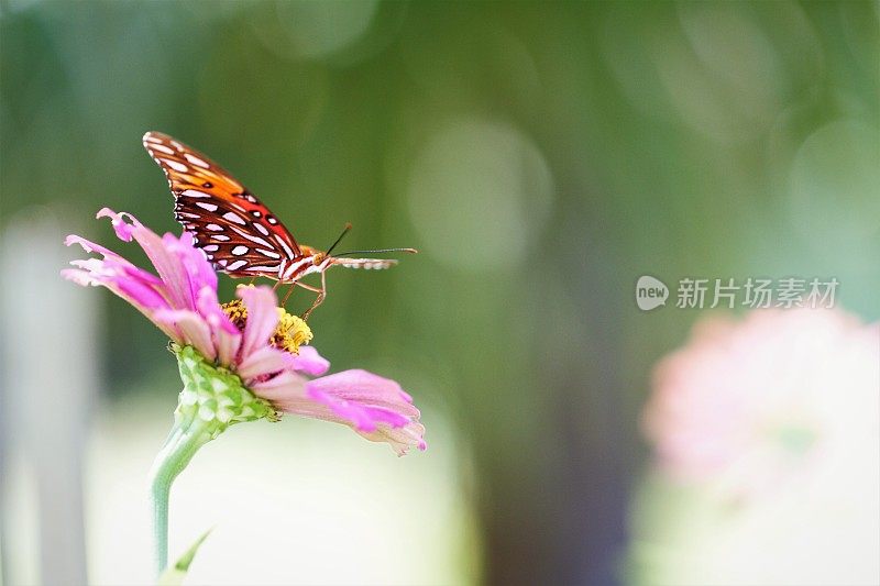 特写蝴蝶在粉红色百日菊与许多copyspace散焦背景