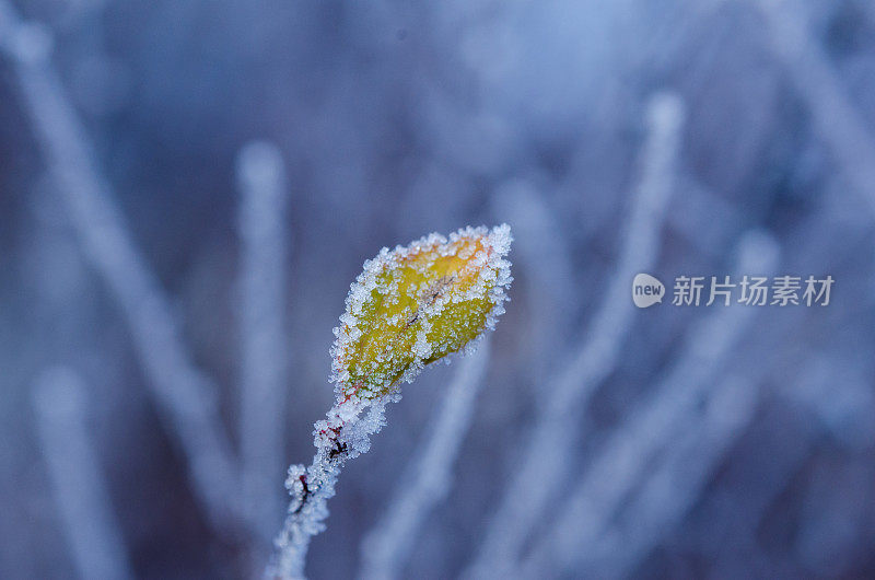 霜冻下的树枝上冻僵的叶子。带有复制空间的景观