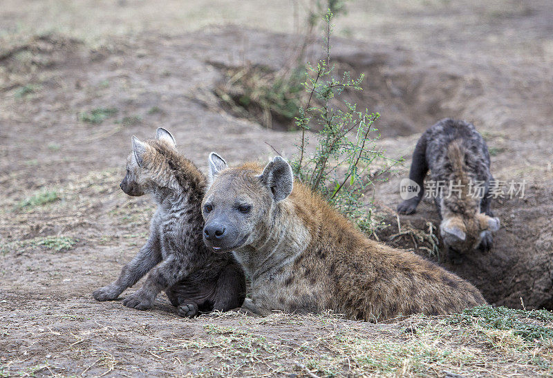 肯尼亚奥拉雷·摩洛吉保护区马赛马拉的鬣狗妈妈和幼崽，东非，非洲，