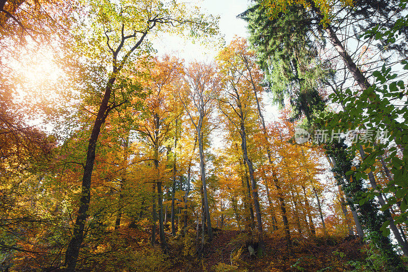 秋天的树森林